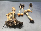 Hypholoma tuberosum image