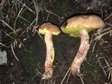 Leccinum rubropunctum image