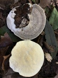 Trametes lactinea image