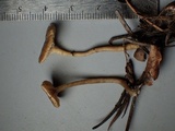 Myxomphalia invita image