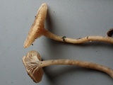 Myxomphalia invita image