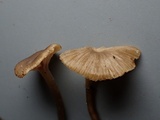 Myxomphalia invita image