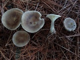 Ampulloclitocybe clavipes image