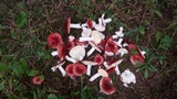 Russula cessans image