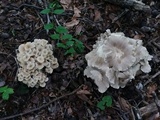 Polyporus umbellatus image