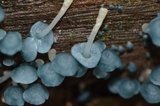 Clitocybula azurea image