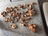 Armillaria gallica image