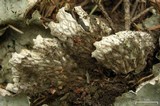Peltigera leucophlebia image