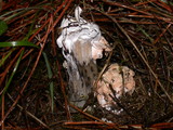 Hypomyces cervinigenus image
