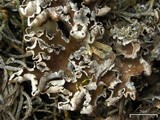 Peltigera malacea image