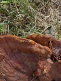 Ganoderma multipileum image
