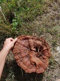 Ganoderma multipileum image