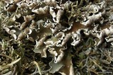 Peltigera malacea image
