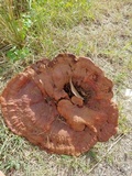 Ganoderma multipileum image