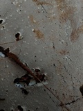 Ganoderma multipileum image