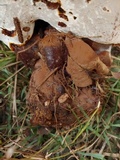 Ganoderma multipileum image