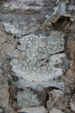 Ochrolechia africana image