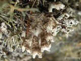 Peltigera malacea image