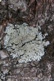 Pyxine subcinerea image