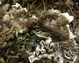 Peltigera malacea image