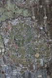 Leiorreuma sericeum image