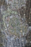 Leiorreuma sericeum image