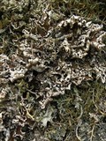 Peltigera malacea image