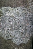 Leiorreuma sericeum image