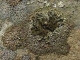 Phaeophyscia decolor image
