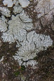 Pyxine subcinerea image
