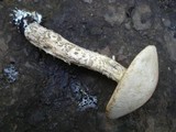 Leccinum holopus var. holopus image