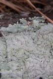 Canoparmelia caroliniana image