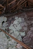 Canoparmelia caroliniana image