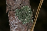 Tuckermanella fendleri image
