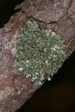 Tuckermanella fendleri image