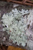 Parmotrema hypotropum image