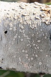 Ochrolechia africana image