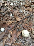 Amanita persicina image