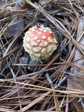Amanita persicina image