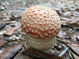 Amanita persicina image