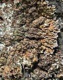 Physconia enteroxantha image