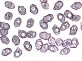 Entoloma undatum image