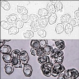 Entoloma undatum image