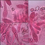 Entoloma undatum image