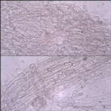 Entoloma undatum image