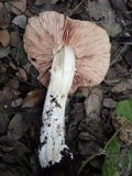 Entoloma sinuatum image