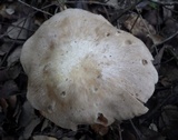 Entoloma sinuatum image