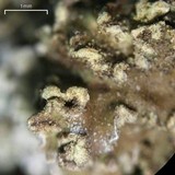 Physconia enteroxantha image