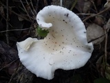 Hygrophorus eburneus image