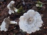 Entoloma undatum image